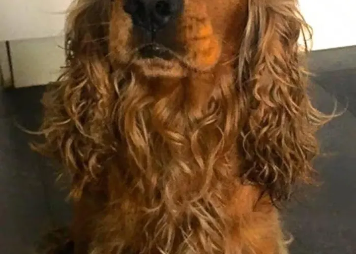 Cocoon Séjour chez l'habitant Bruxelles