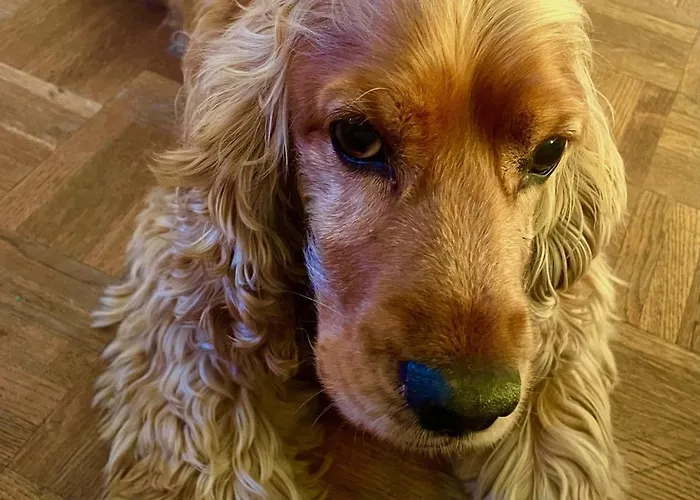 Accommodatie bij particulieren Cocoon Brussel